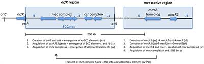 Factors Contributing to the Evolution of mecA-Mediated β-lactam Resistance in Staphylococci: Update and New Insights From Whole Genome Sequencing (WGS)